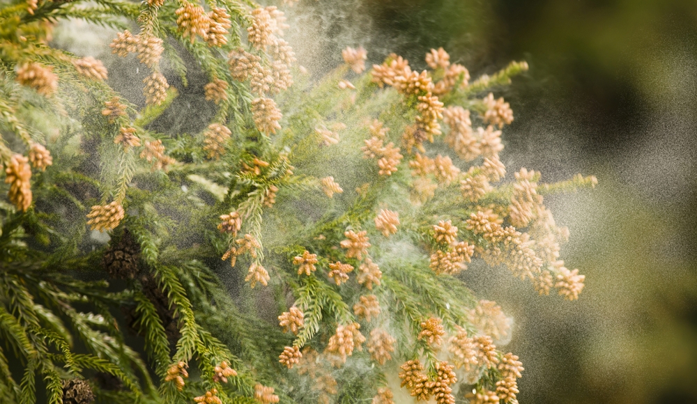 花粉症対策、実施していますか？